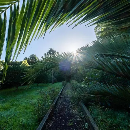 Azores Woods *